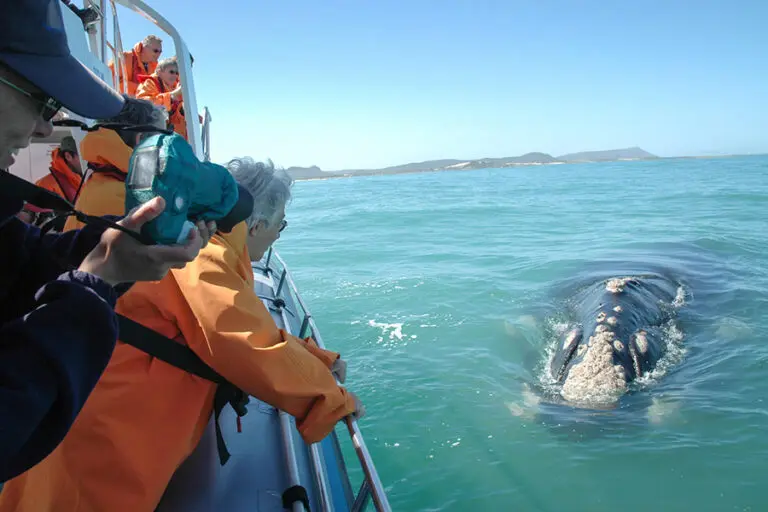 Web grootbos experience whale watching boat 02