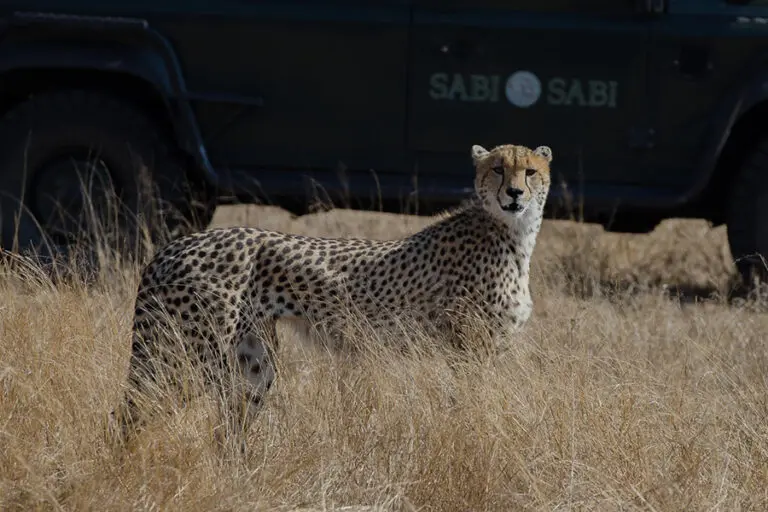 Sabi Sabi Little Bush Camp safari 1