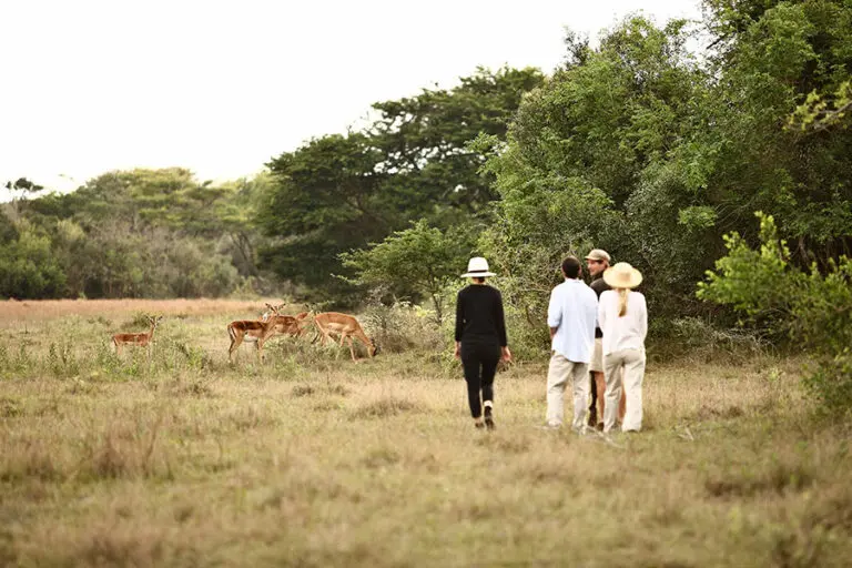 Phinda forest 2013 92.1
