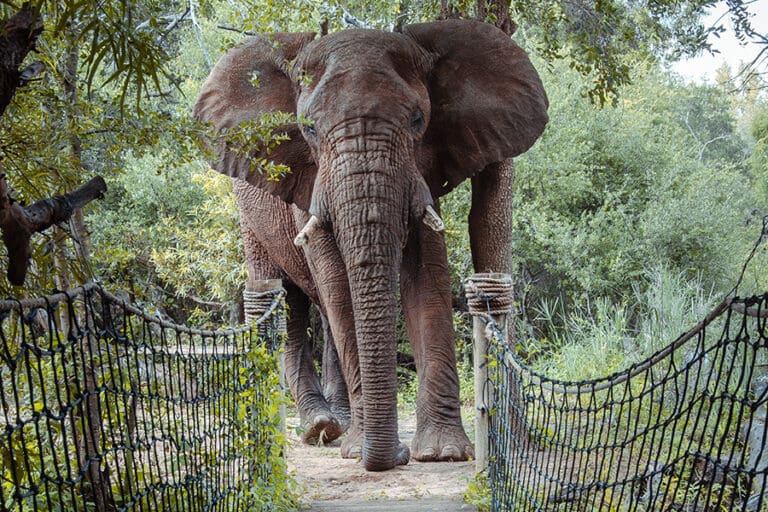 Pathway to Jacis Safari Lodge Madikwe Game Reserve