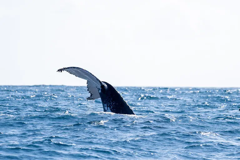 Azura Benguerra Whale Watching