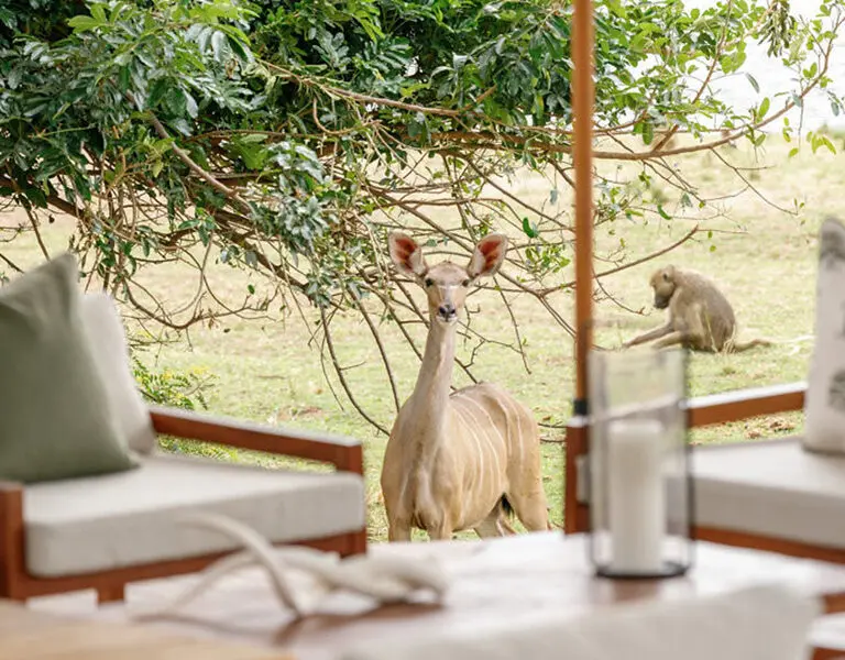 Time Tide Chongwe House Zambia Lower Zambezi Tea Time Chongwe House © Oliver Fly Photography 10