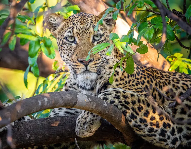 Robins House Zambia South Luangwa 20