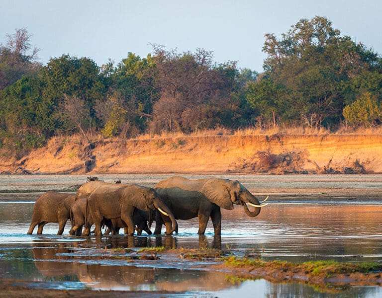 Robins House Zambia South Luangwa ellies