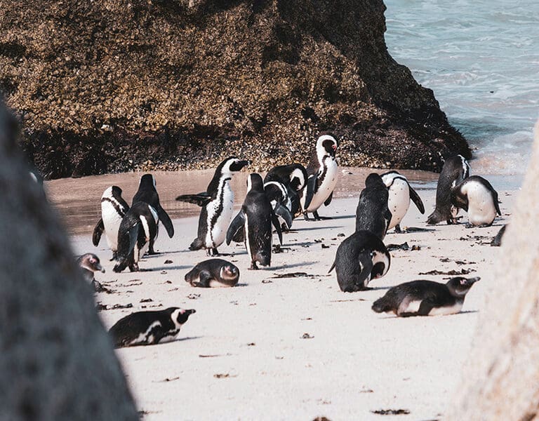 Cape Town Boulders Beach penguins joshua kettle 5P9cq9RjqI8 unsplash
