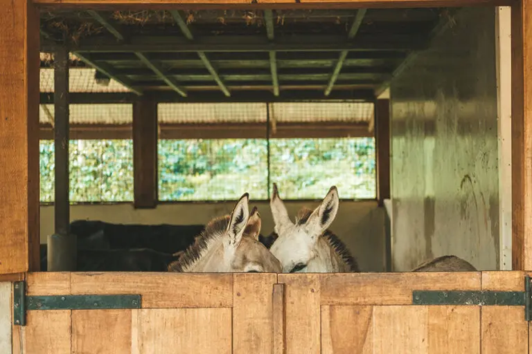 Gibbs Farm Two peek a boo donkeys