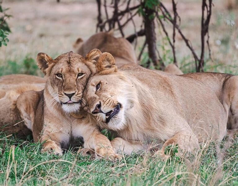 TAASA Safari Wildlife