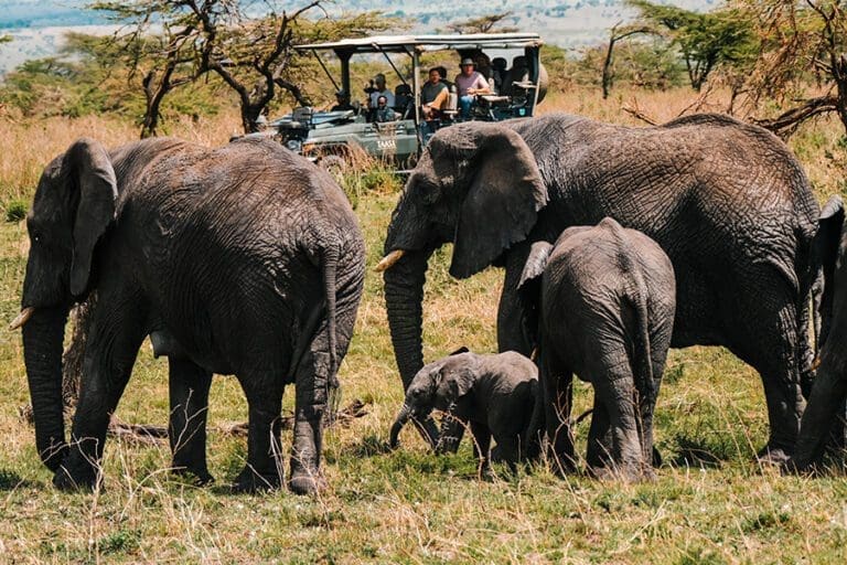 Tassa Lodge Wildlife Safari at Taasa 1