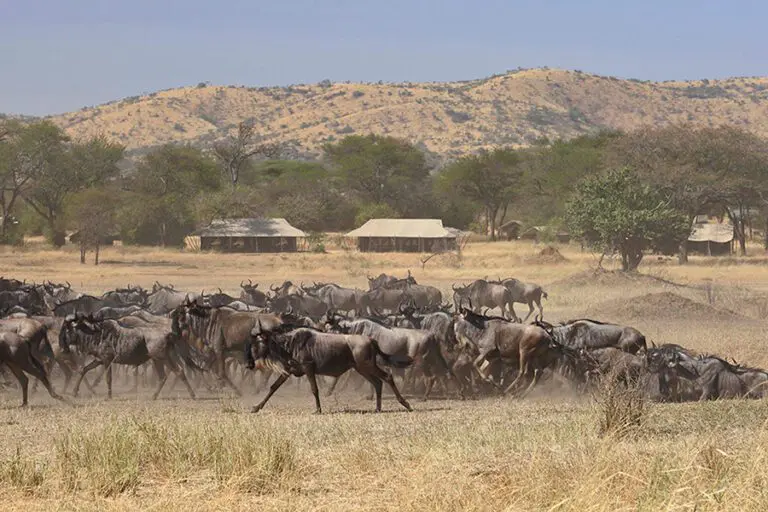 Ubuntu Camp Wildbeest migration passing through camp