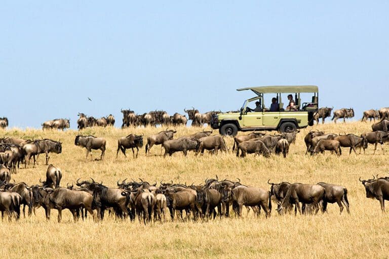 Ubuntu Camp Wildebeest migration game drive