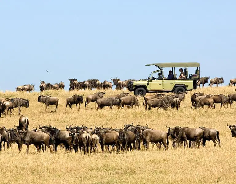 Ubuntu Migration Camp ubuntu wildebeest migration game drive 41