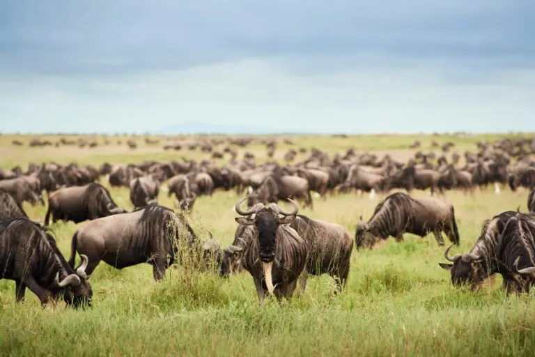 Wildebeest Migration herd Sanctuary Kichakani Serengeti Camp