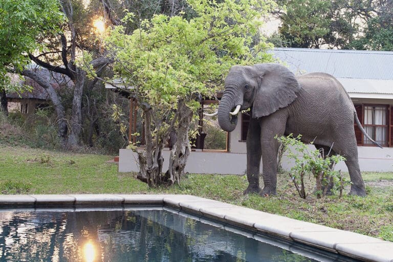 BainesRiverCamp SwimmingPool Elephant