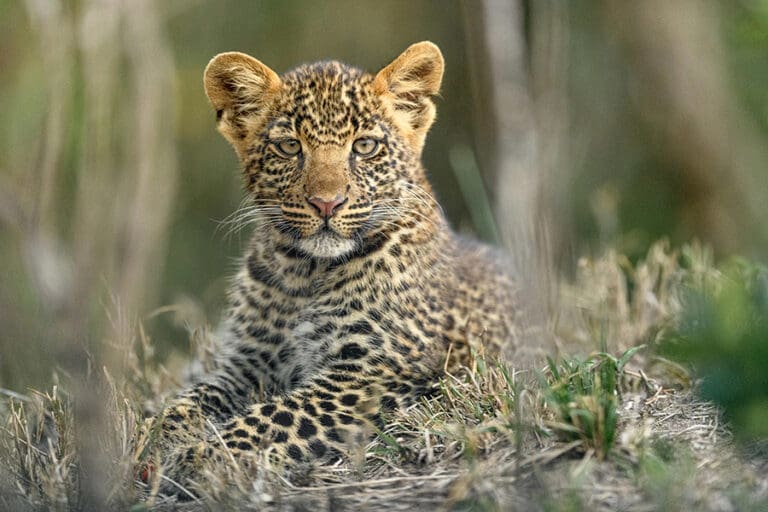 Entim Mara Camp Leopard cub
