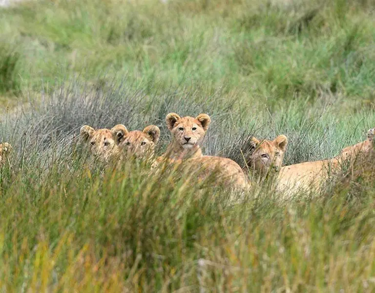 A pride in Northern Serengeti