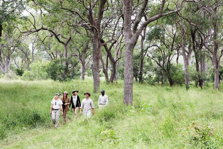 LondoloziTreeCamp Activity WalkingSafari