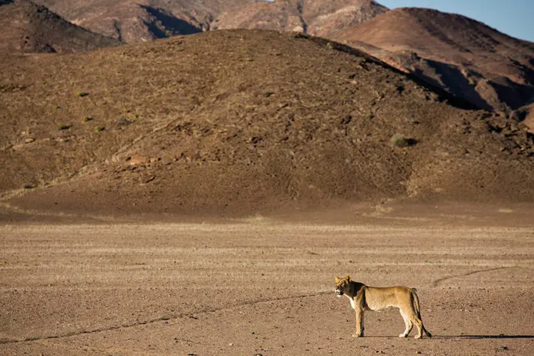 14 Hoanib Valley Lions