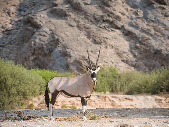 24Hoanib Valley Gemsbok Oryx2