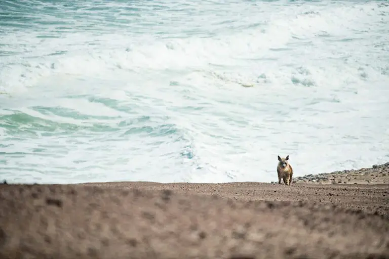 16 Shipwreck Lodge Brown hyena