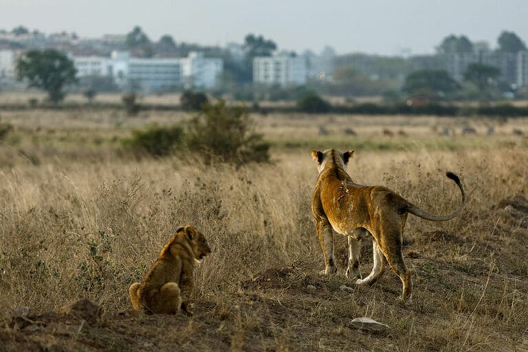 Game drive from Nairobi Tented Camp 1