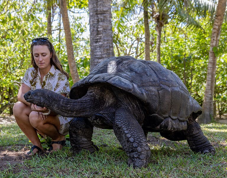 COUSINE ISLAND tortoise M