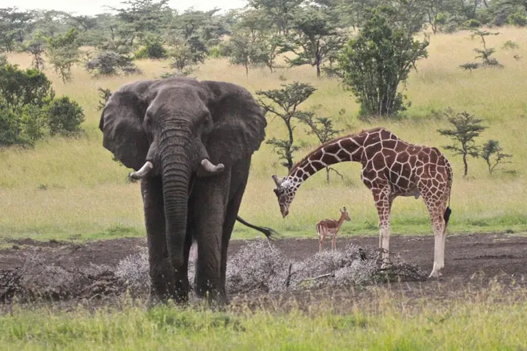 Prc waterhole
