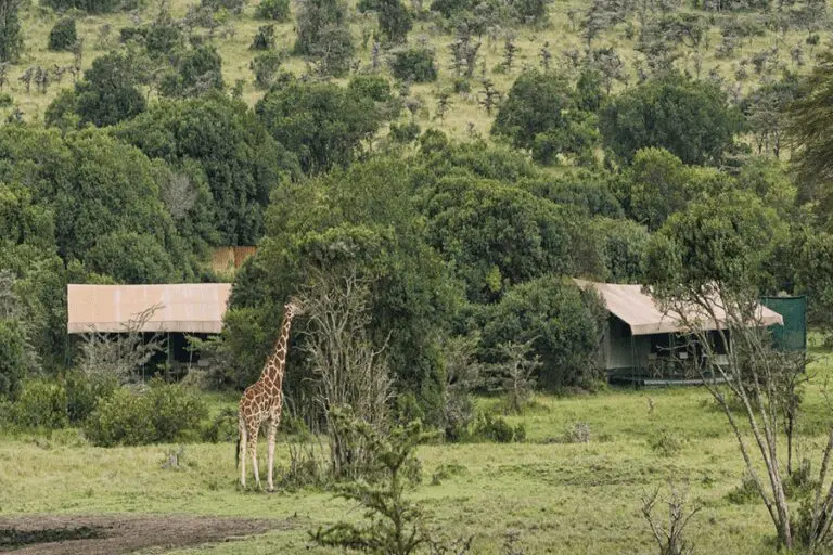 PoriniRhinoCamp 900x600px 4