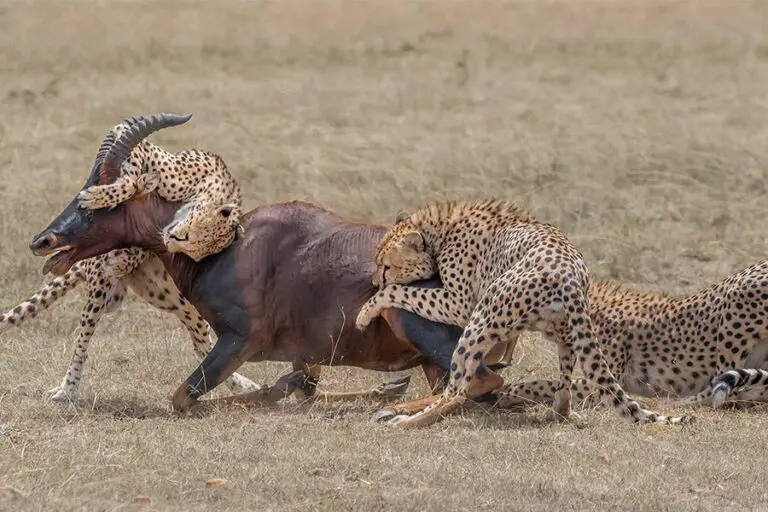 Porini Lion Camp Cheetahs on the hunt