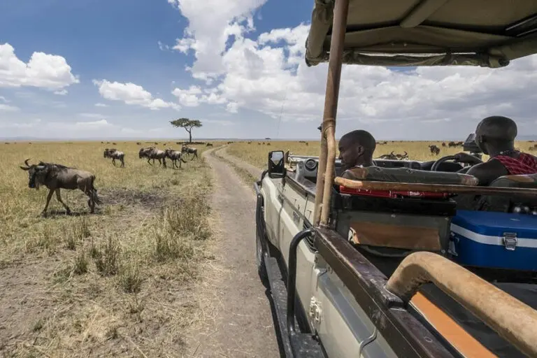 Porini Lion Camp 1