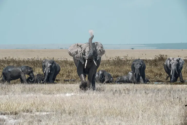 Porini Amboseli Camp elephants