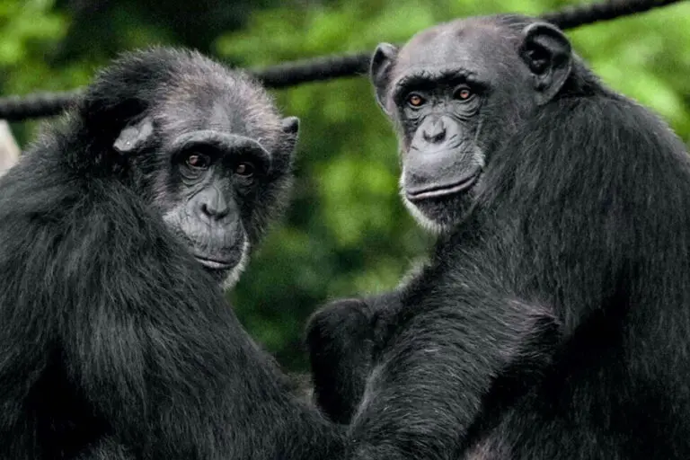 Chimp 2 prc