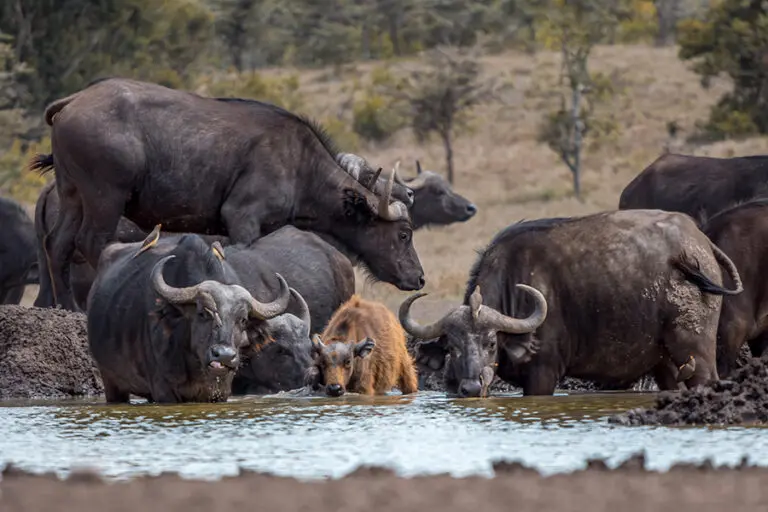 Porini Rhino Camp buffalo waterhole