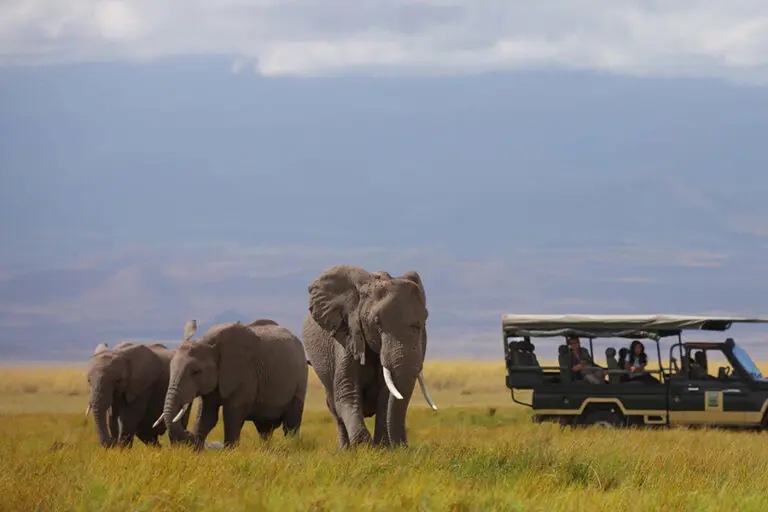 Elewana Tortilis Camp Amboseli 2