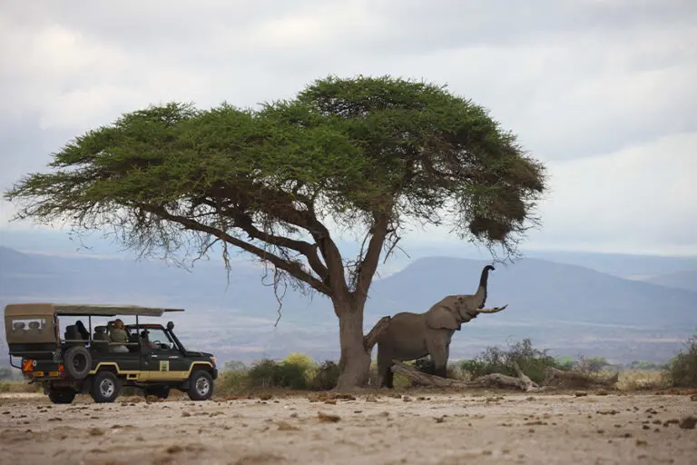 Tortilis Camp Game Drive Elephant