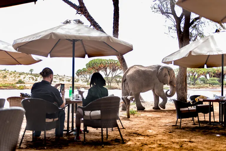 Elephant 1