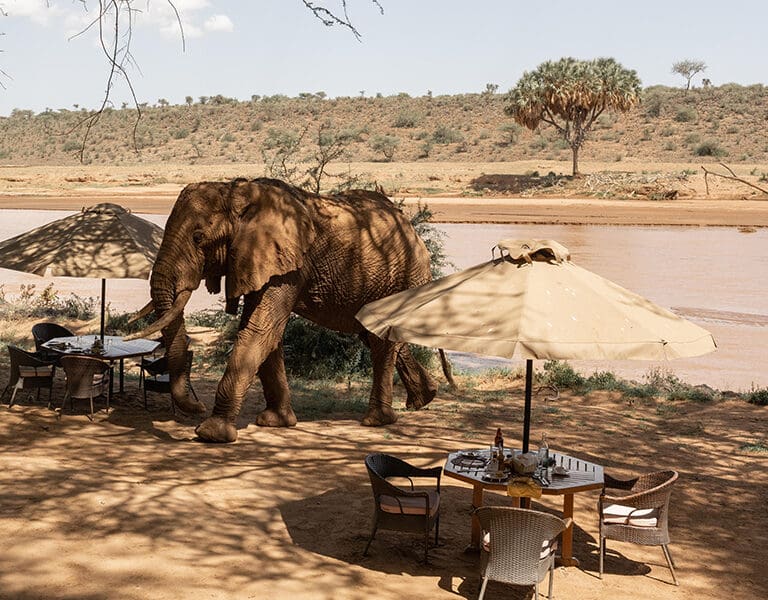 Elephant Bedroom Camp Samburu 15