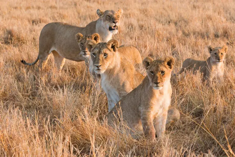 Lion 1