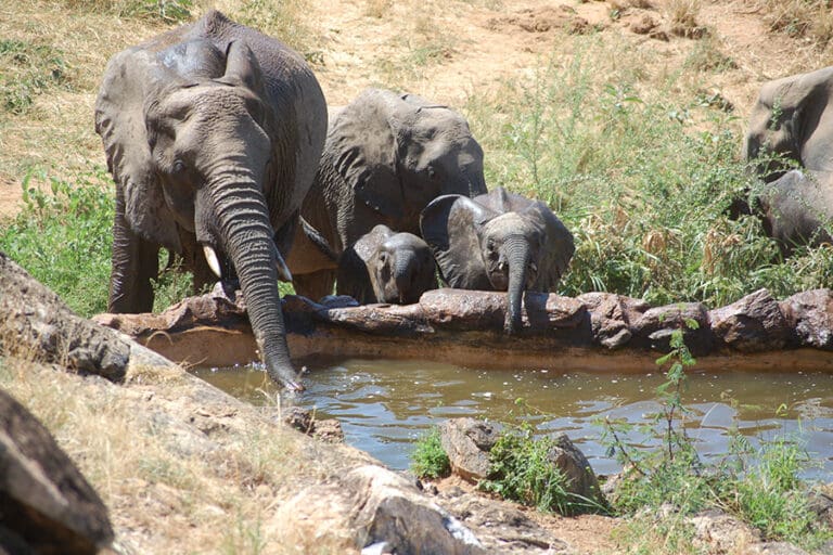 Sarara Camp Elephant at the waterhole