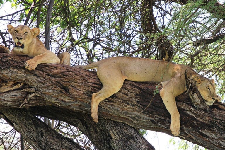Elewana Elsa s Kopje Meru 2