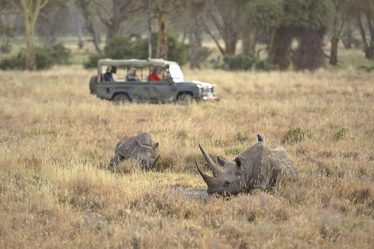 Elewana Kifaru House Activities Wildlife