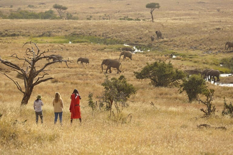Elewana kifaru house lewa activities bush walk 8