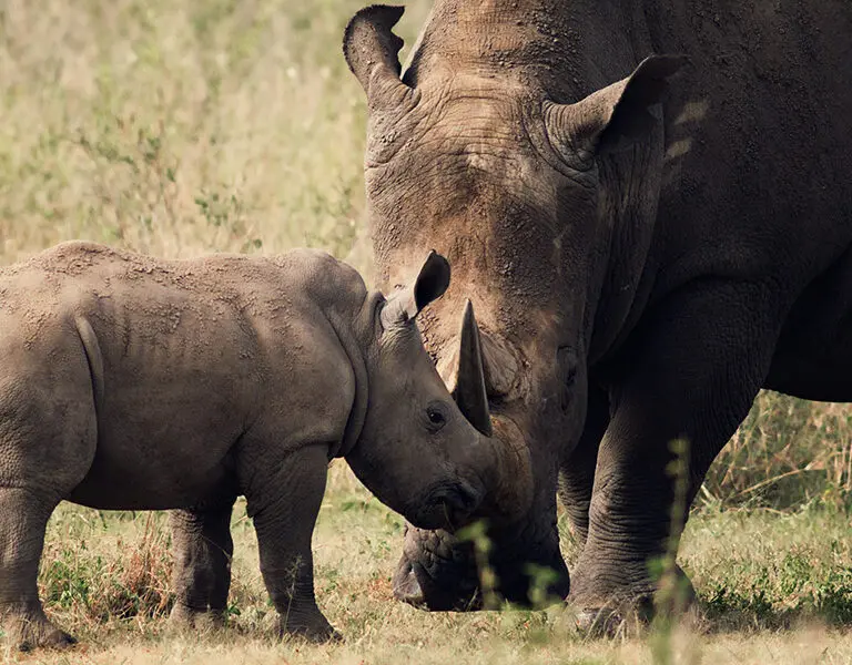 Ololo Safari Lodge Nairobi Wildlife