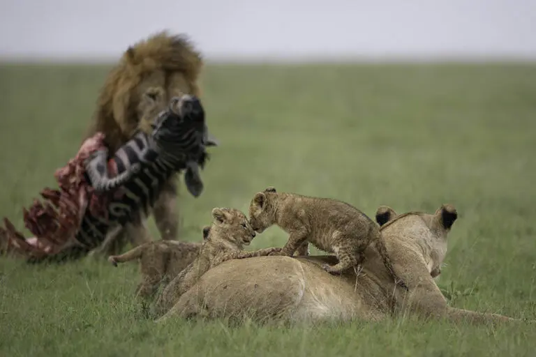 Cheetah camp 1