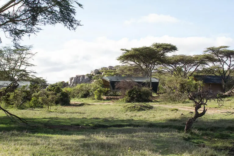 Porini Cheetah Camp 1