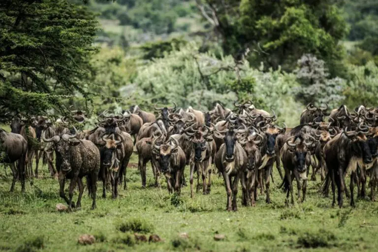 Wildebeest Porini Cheetah camp
