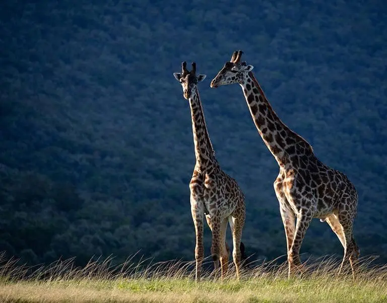 Saruni Mara 1