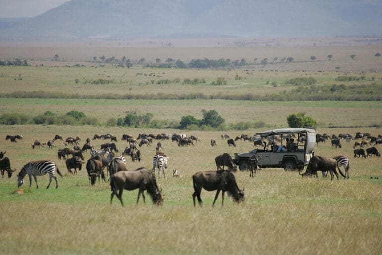 Saruni Mara Game driving through the Migration