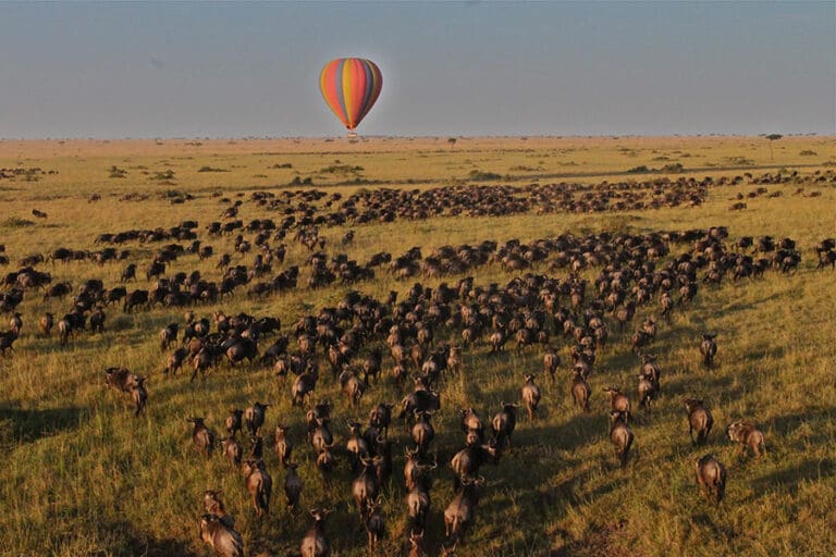 Saruni Mara Hot air balloon over the Migration by Tom Harding