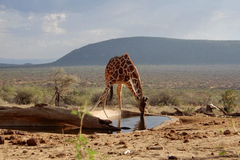 Reticulate giraffe