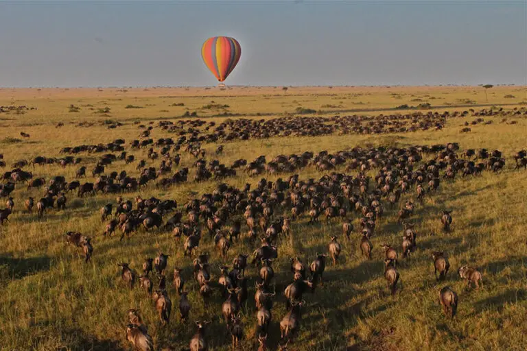 Saruni Mara Hot air balloon over the Migration by Tom Harding